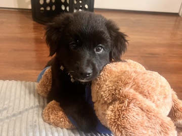 Labradoodle – So Adorable – Farmers Branch