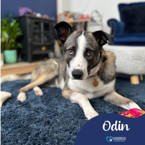 Odin