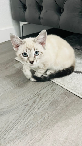 kitten
