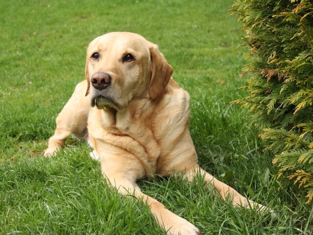 Labrador Retriever – Labrador retriever