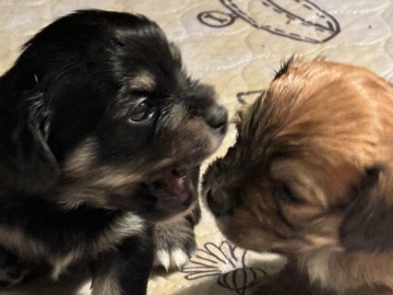 Mix Cuteness Boy Pups