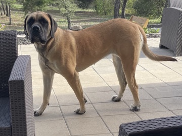 Image of English Mastiff