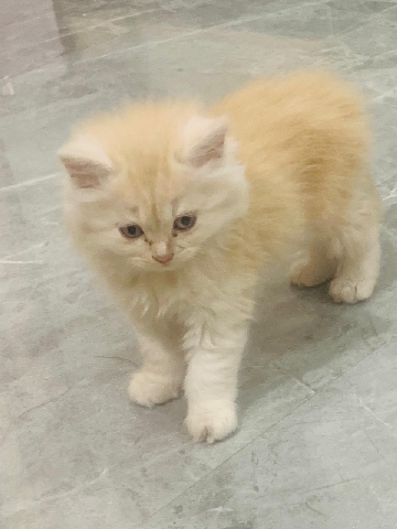 Persian (Modern) – Persian Cat