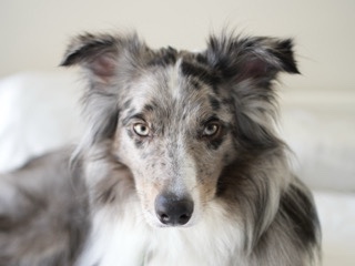 Re home Australian Shepherd 