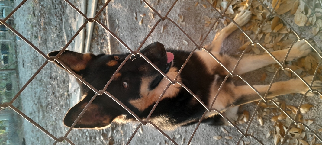 German Shepherd – german Shepherd/husky
