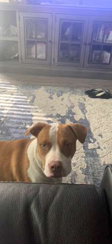 American Pit Bull Terrier – male pit bull boxer mix