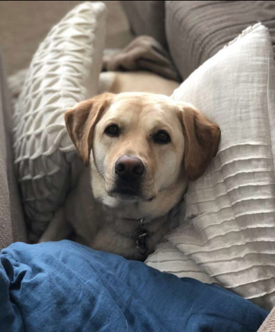 Labrador Retriever – family lab