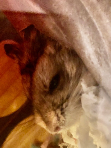 rehoming hamster