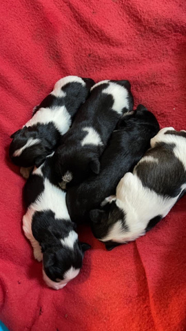 miniature schnauzers