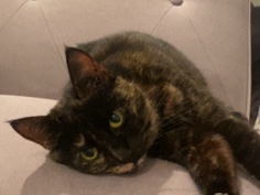 British Shorthair – Juno the tortoiseshell – Altrincham