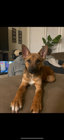 German Shepherd – Dog Rehome