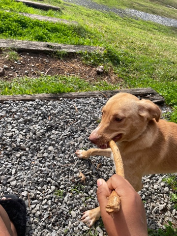 Golden Retriever – Marley (Rehome)