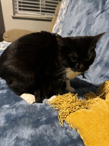 Havana Brown – looking to rehome my sweet boy