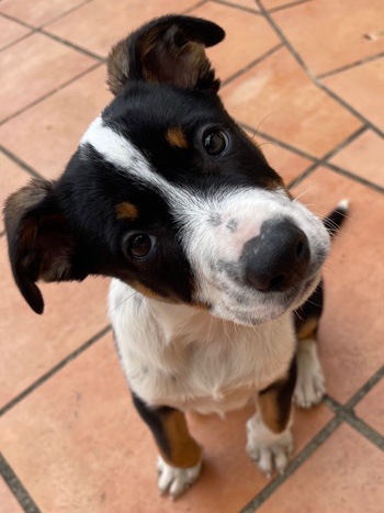 Border Collie – Border Collie x Staffy