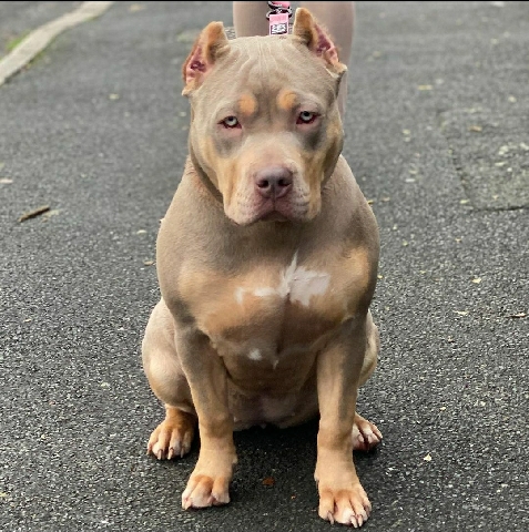 dog selling