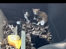 American Shorthair – kittens for sale looking for loving homes!!! – Zephyrhills