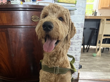 Goldendoodle – Walter the Goldendoodle – Amboy