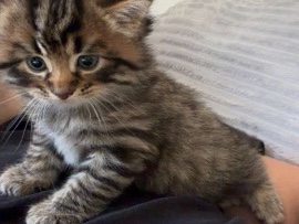 tabby – London