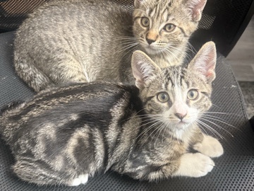 cats in need of a rehome – Kent