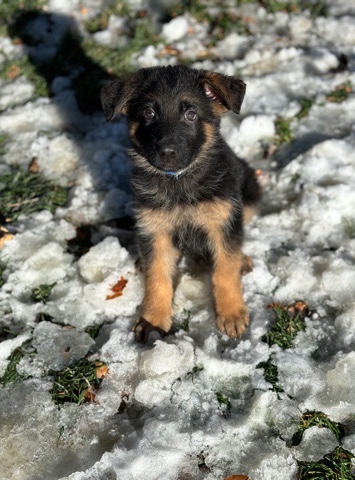 German Shepherd – Introducing Achilles: A Pinnacle Of Playful Loyalty!