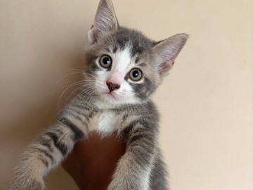 Abyssinian – Kitten – Elmont
