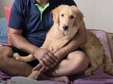 Golden Retriever – golden retriver – Agra
