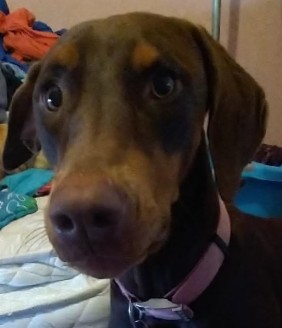 Doberman Pinscher – Mazekeen
