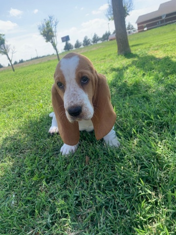 9 Week Old Basset Hound 