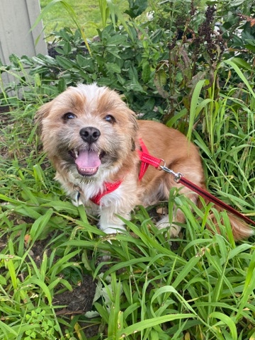 Rehoming very sweet boy dog