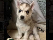 Siberian Husky – Siberian Husky Puppy – Sacramento