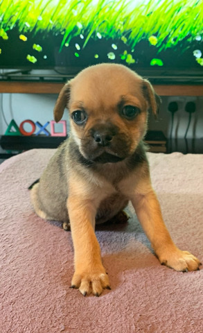 Pug – chug pups for sale!💗