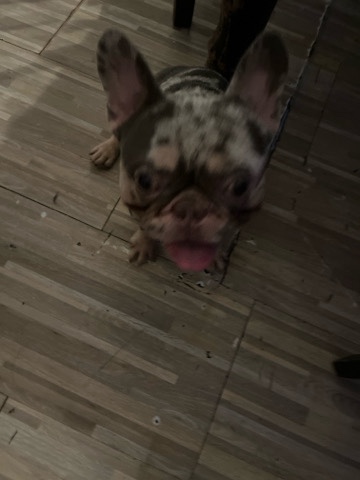 French Bulldog – Merle French bulldog