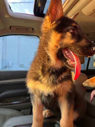 German Shepherd – German Shepherd puppies