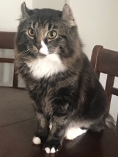 American Curl – American Curl Kitten (6 months)