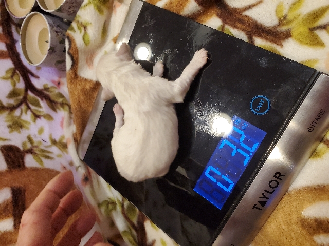 Miniature Schnauzer – all 4 pets schnauzers nm