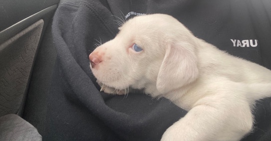 American Pit Bull Terrier – Selling a Puppy