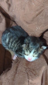 Maine Coon – Kitten for sell