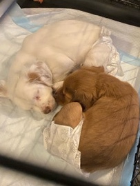 mixed breed chi poo