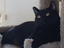 Solid Black Cat – Orange