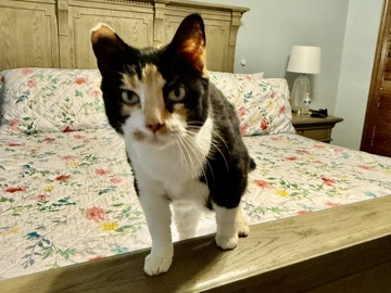 American Shorthair – Katie- calico for Re-homing – Spring