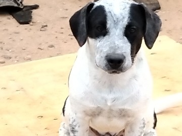 American Pit Bull Terrier – Winnie – Tonopah