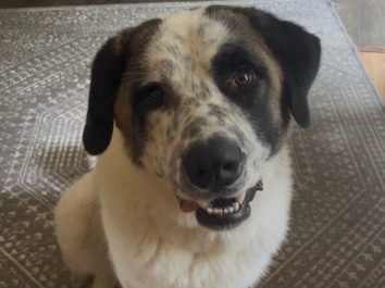 Great Pyrenees – bubba the dog – Johnson City