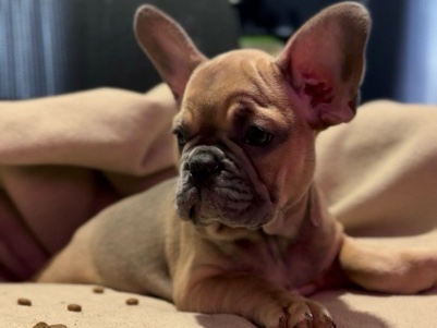 French Bulldog – Charming Female French Bulldog Puppy – Philadelphia