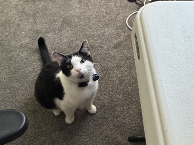 American Shorthair – Calm indoor cat looking for new home – Costa Mesa