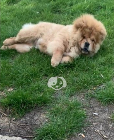 Chow Chow – chow chow puppy