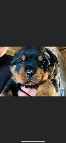 Rottweiler – Rottweilers