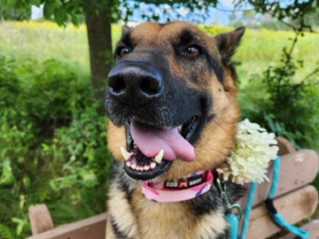 German Shepherd – Hazel/ A best friend – Village of Pewaukee