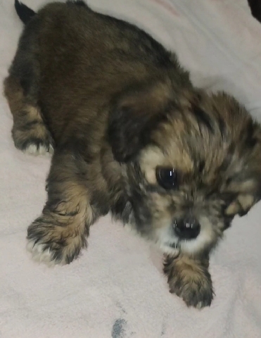 Lhasa Apso – Dog puppy is for sale