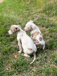 American Bulldog – Xl bully