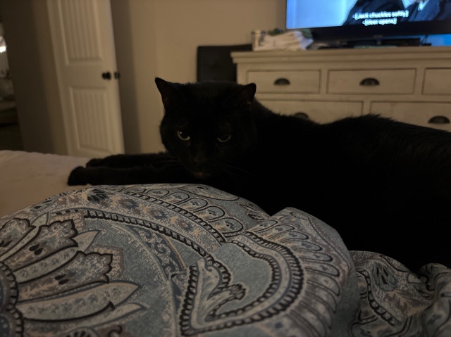 5 year old Black Domestic Shorthair Cat